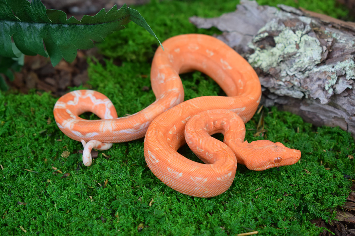 Boa morphs imperatormorphs