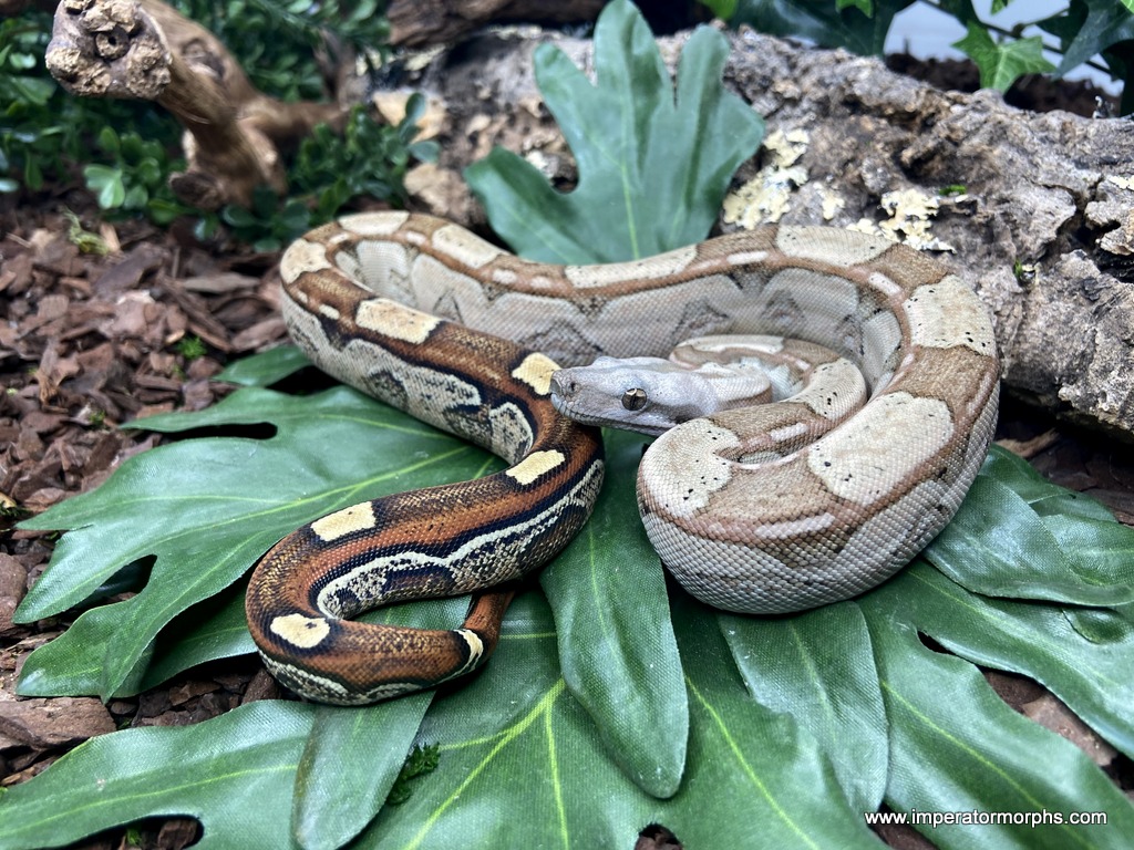 VPI T+ Albino – imperatormorphs