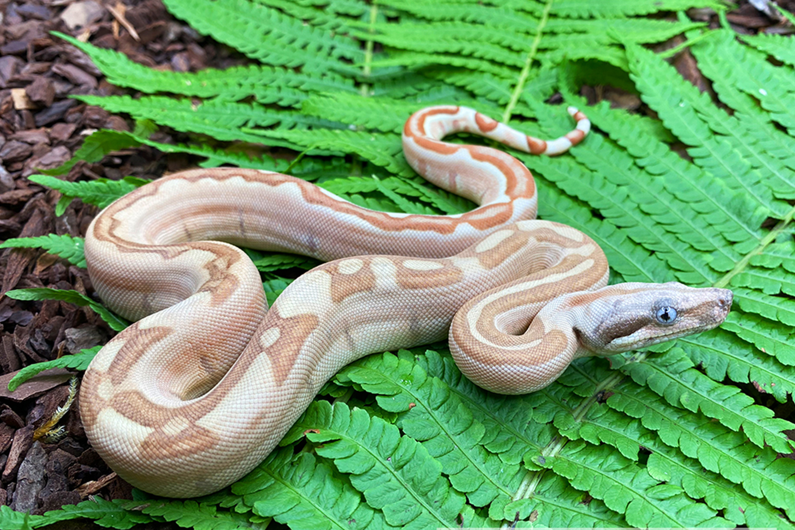 Labyrinth Insect labyrinth – imperatormorphs